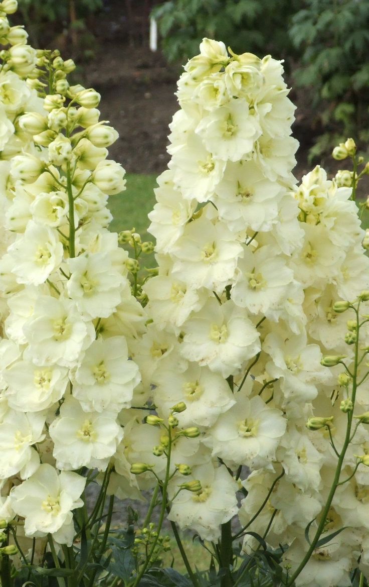 Delphinium belladonna 'Yellow Pearl'